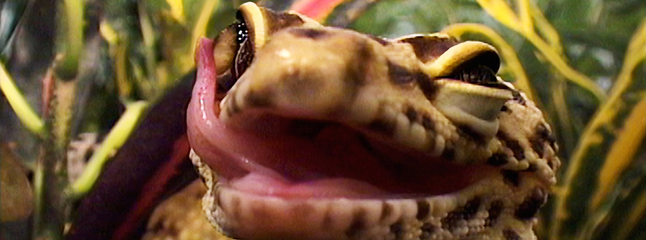 Nature’s Toolbox: Biodiversity, Art and Invention
