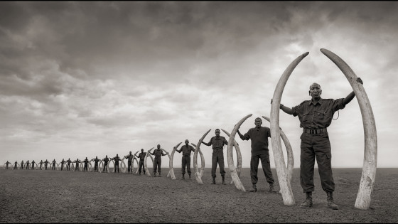 rangers holding elephant tusks