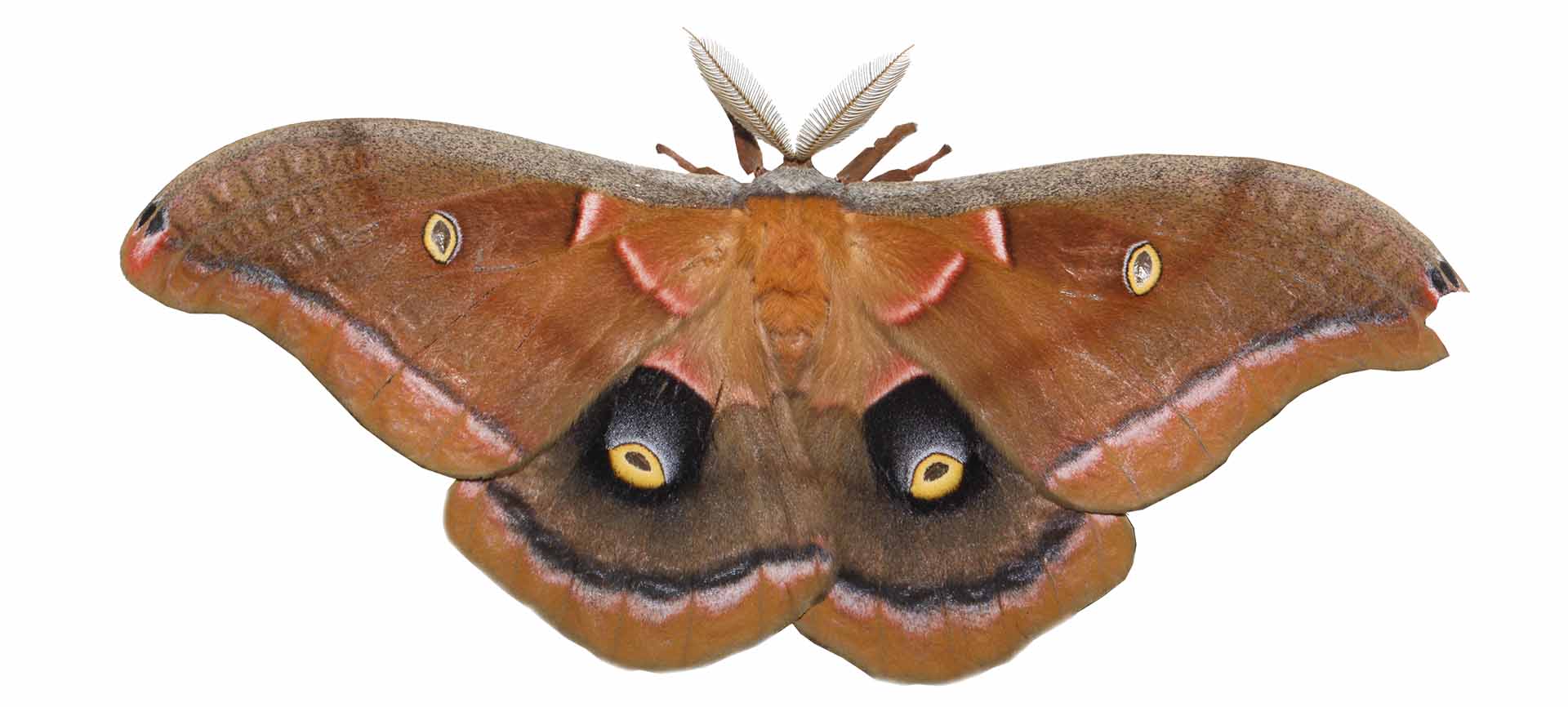 moth