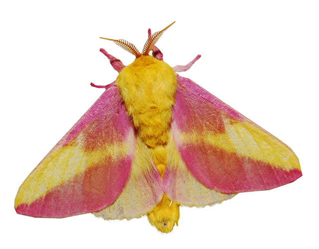 moth