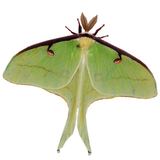 moth