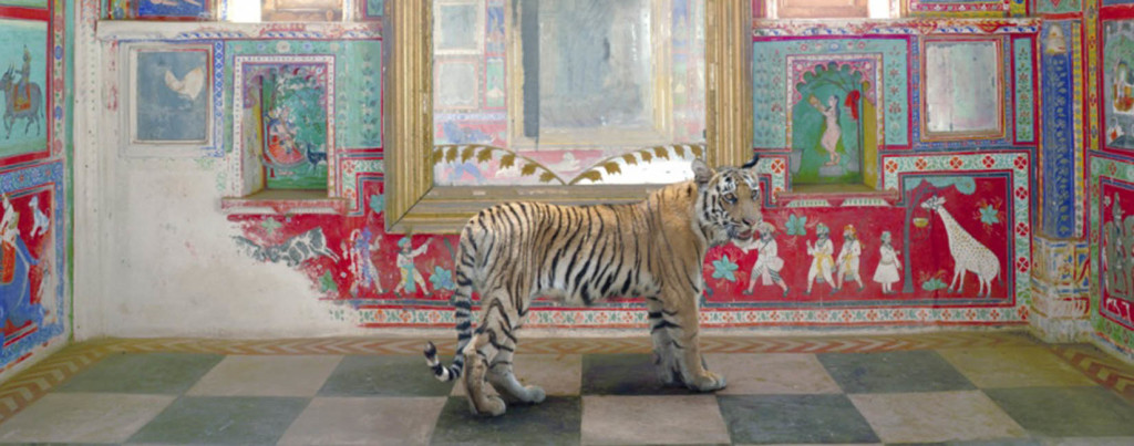 Tiger in colorful room