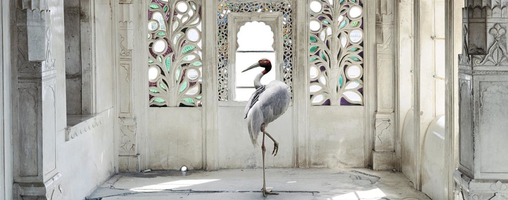 Stork in palace