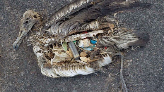 carcass of baby albatross with plastic in gut