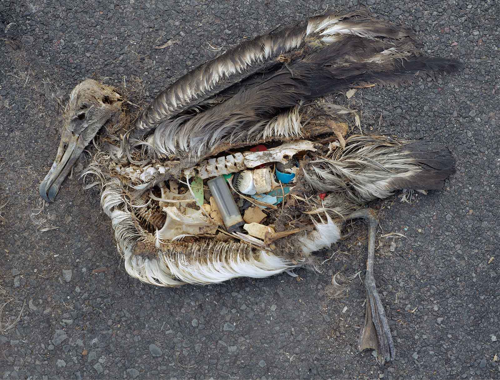carcass of baby albatross with plastic in gut