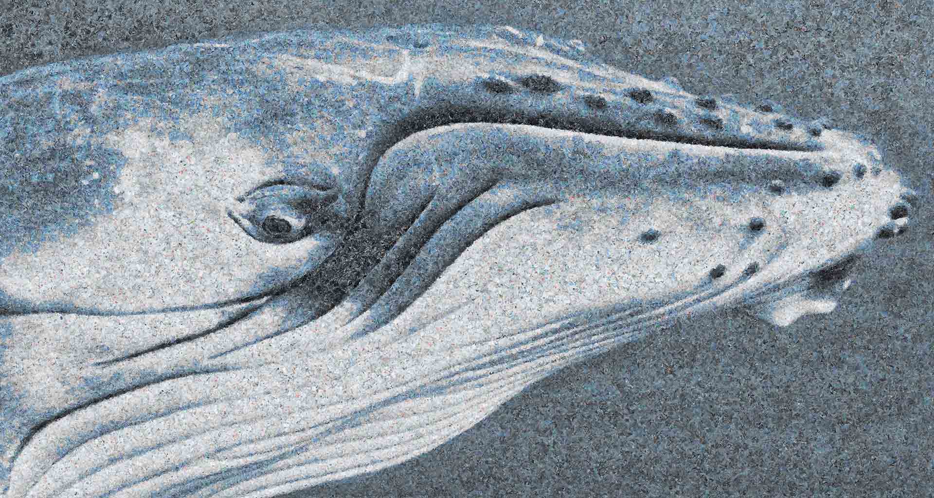 blue whale profile