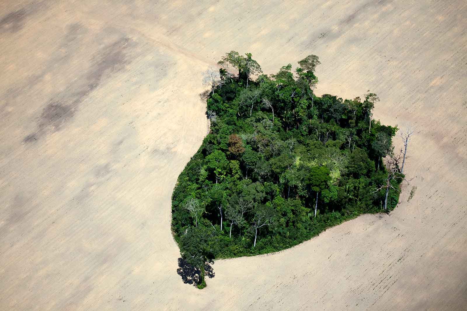 deforested amazon land