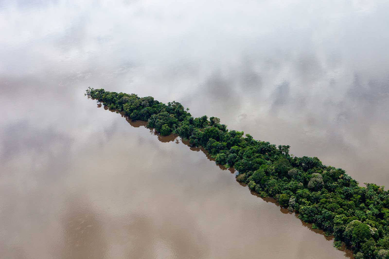 rainforest trees projecting into body of water