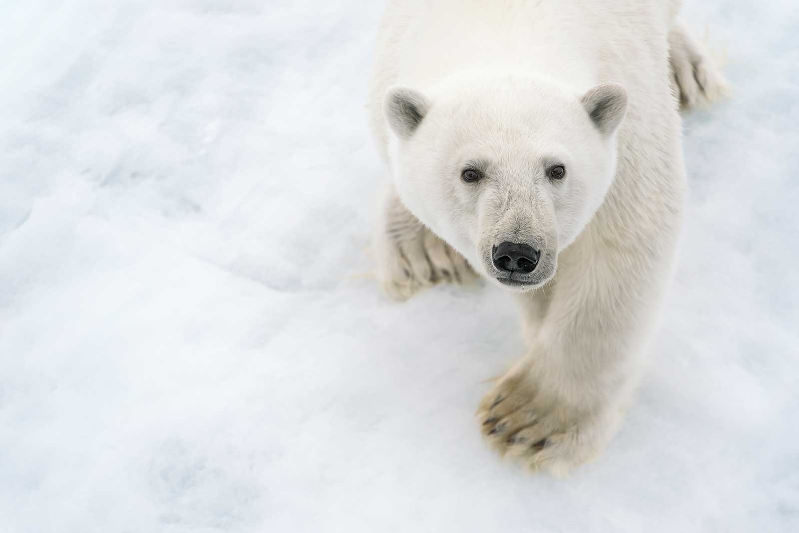 polar bear looking up at camera