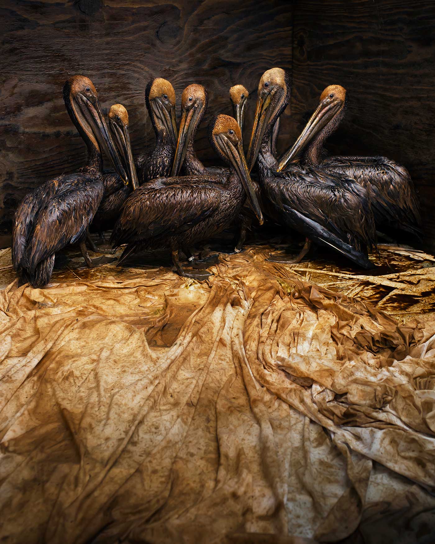 pelicans covered in oil
