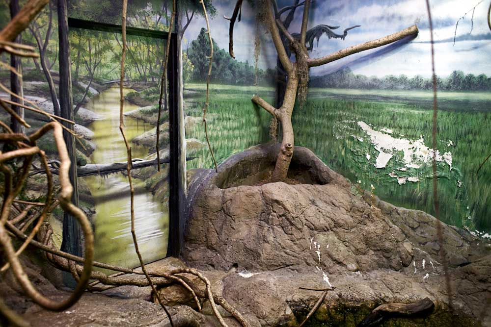 zoo enclosure painted to resemble natural environment