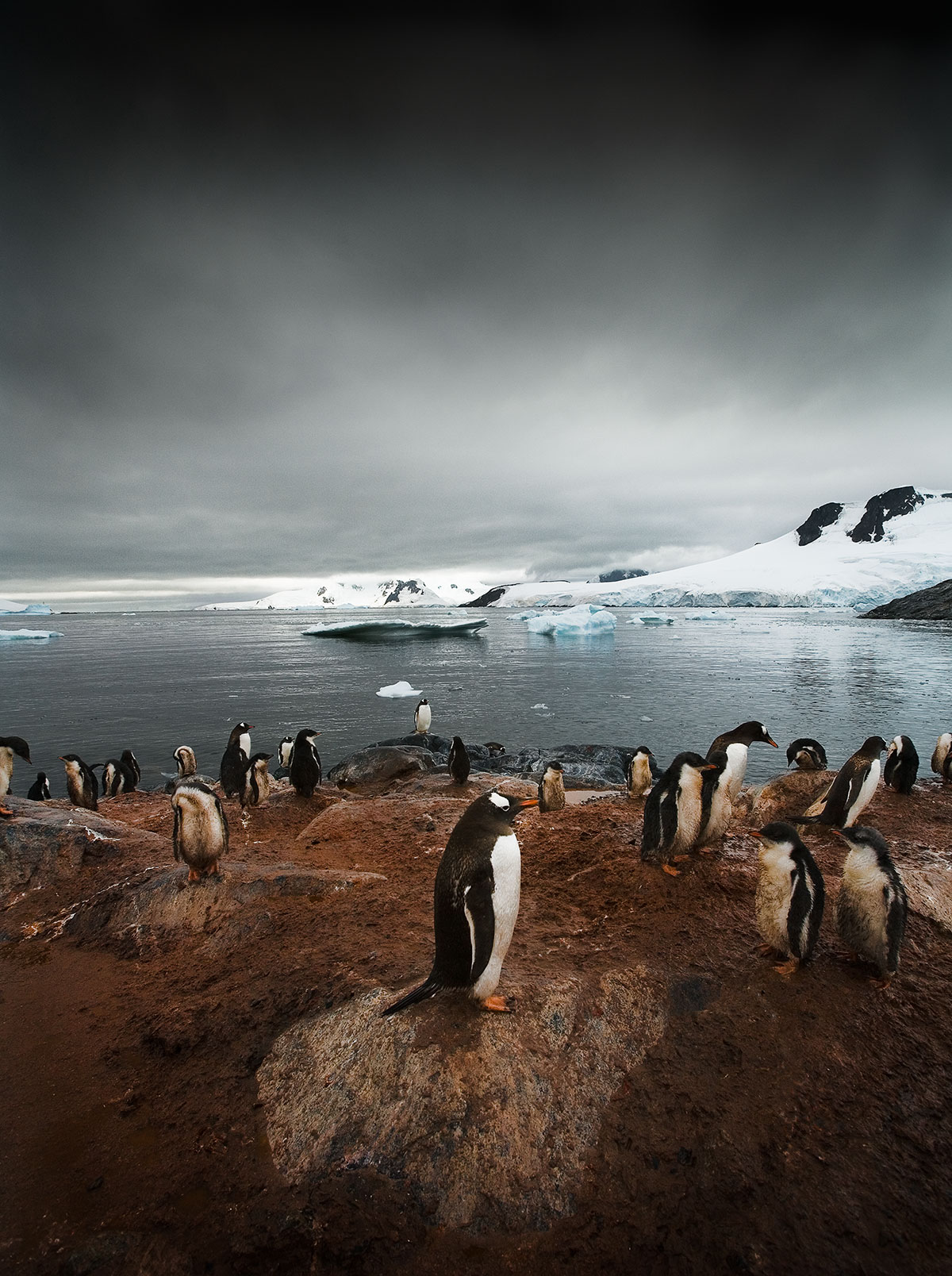 penguins and ice