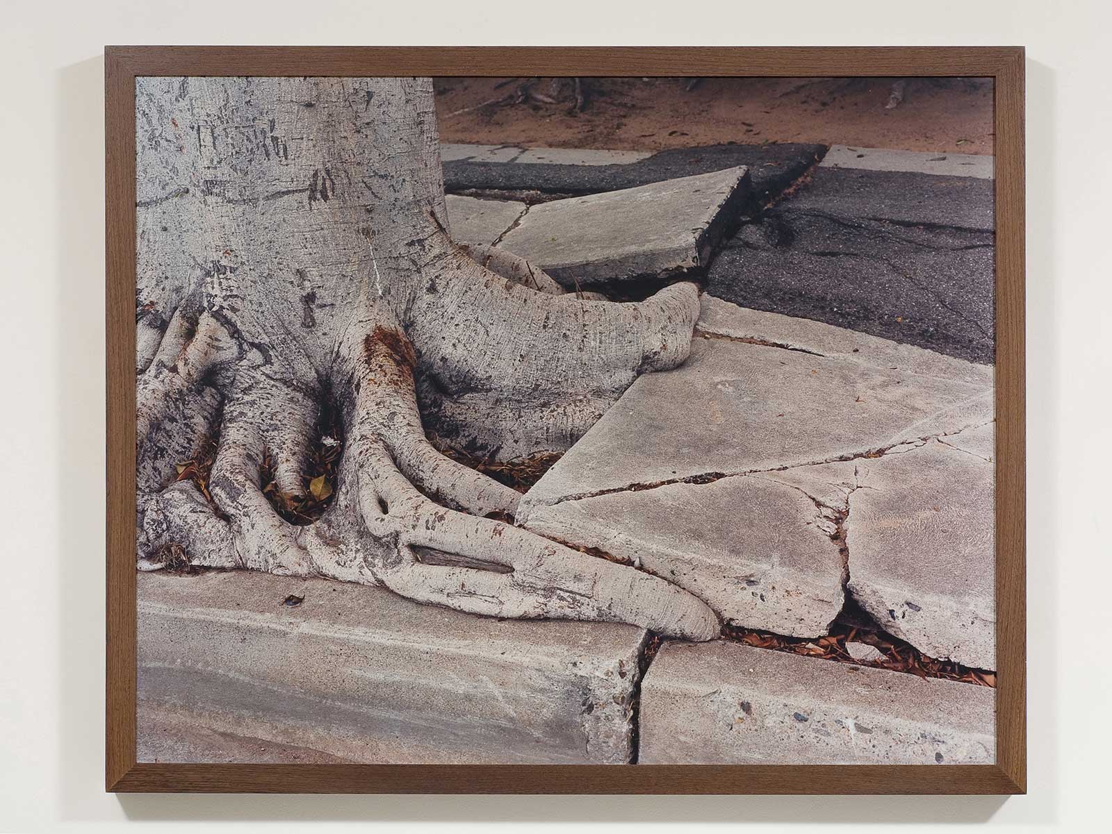 tree roots breaking through concrete sidewalk