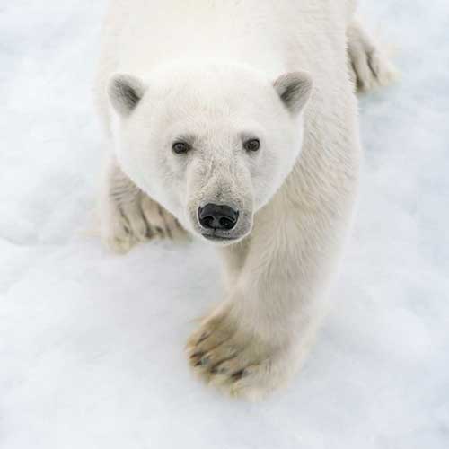 polar bear