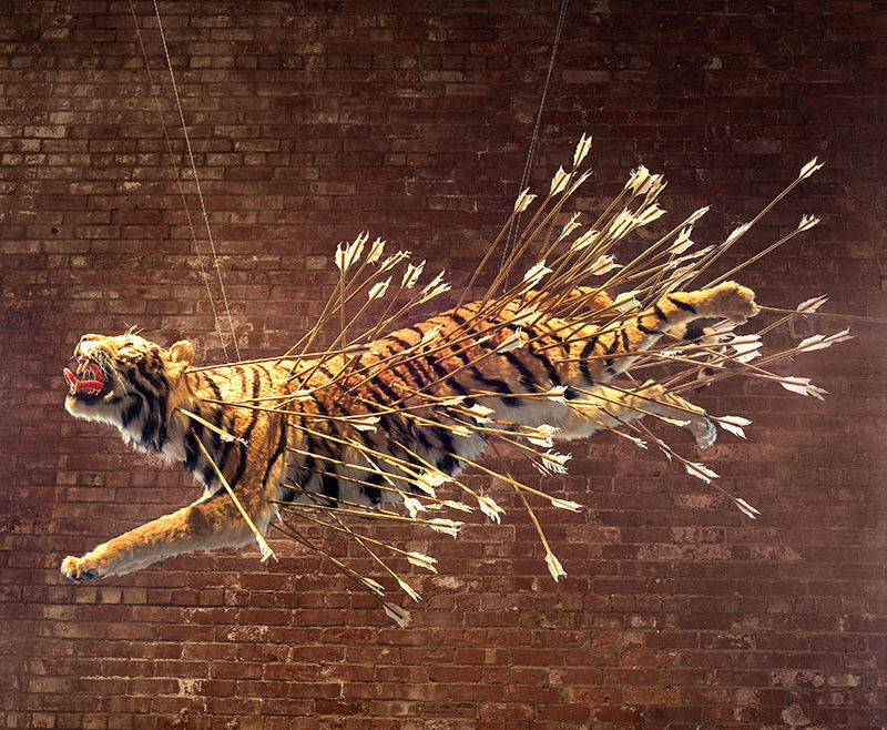 tiger replica with arrows