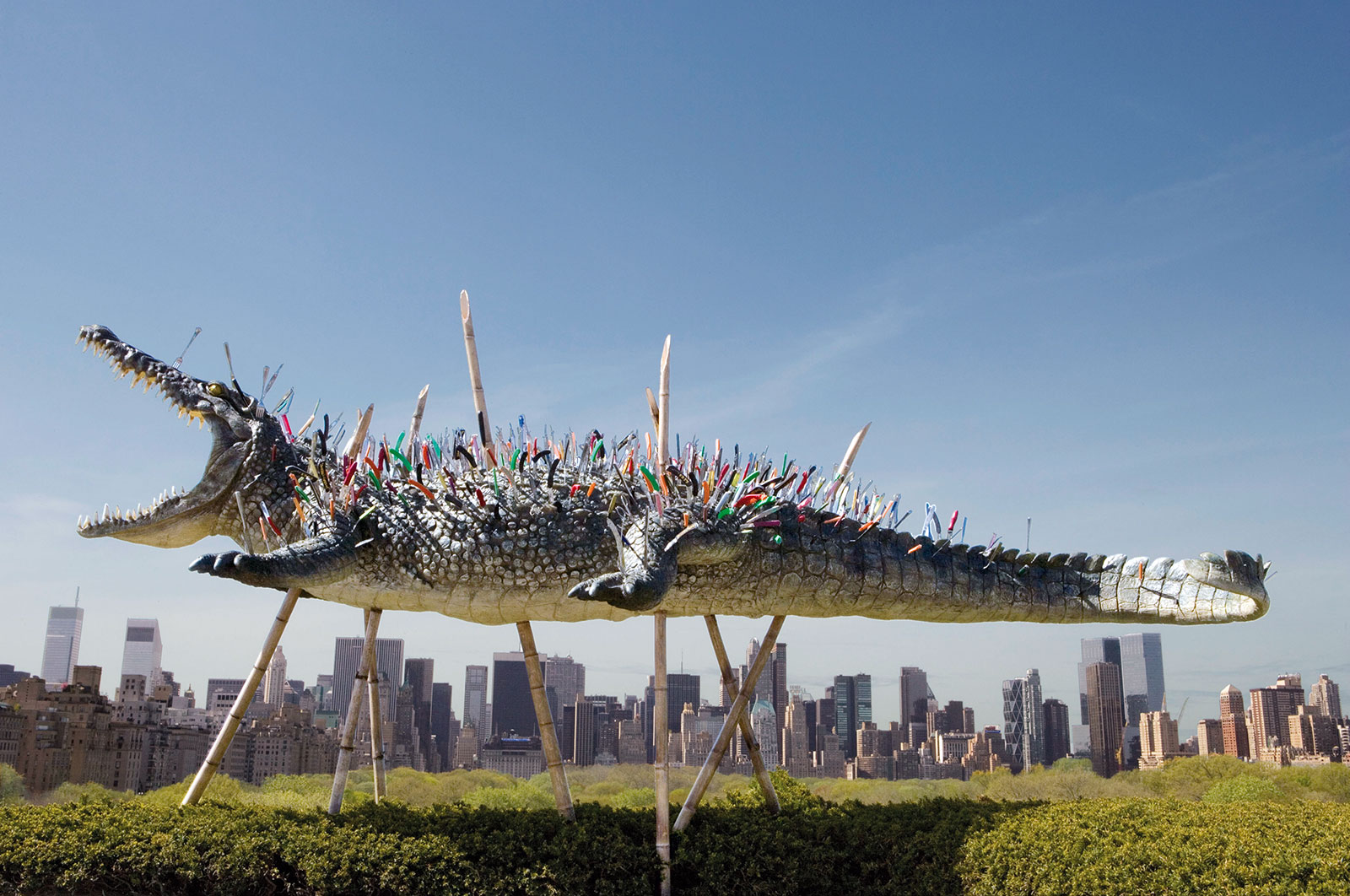 crocodile elevated on bamboo spears with sharp tools stuck in its skin