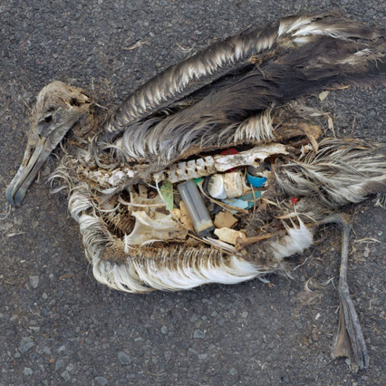 dead baby albatross carcass with plastic trash in stomach
