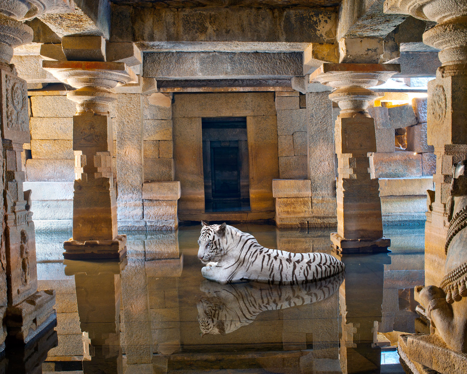 white tiger in flooded temple
