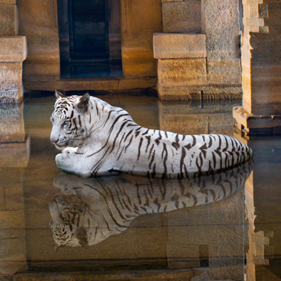white tiger in flooded temple