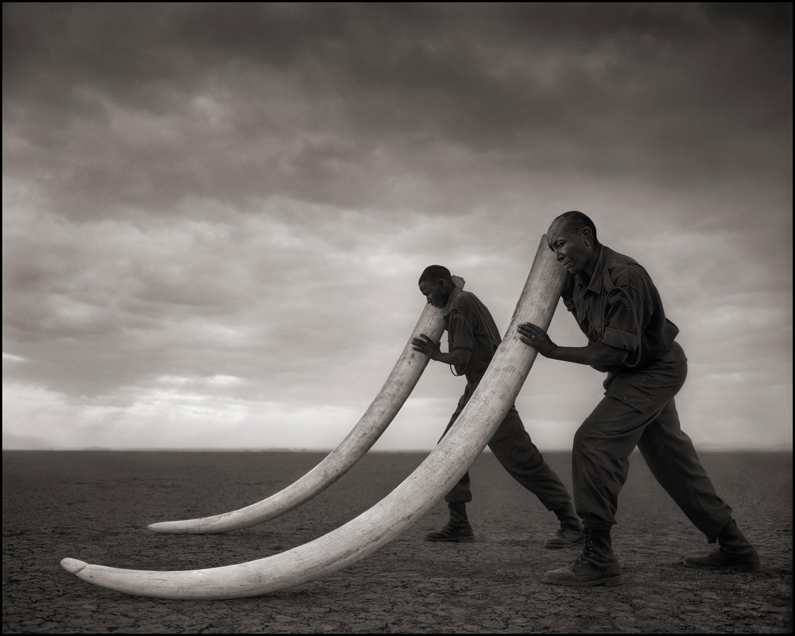 Two rangers holding elephant tusks